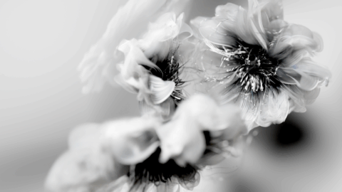 Flower 3D CGI