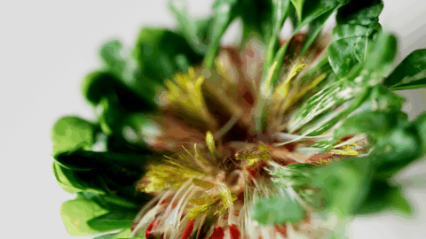 Flower 3D CGI