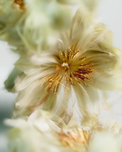 Flower 3D CGI