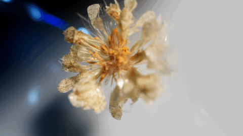 Flower 3D CGI