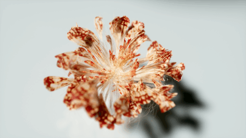 Flower 3D CGI