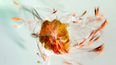 Flower 3D CGI