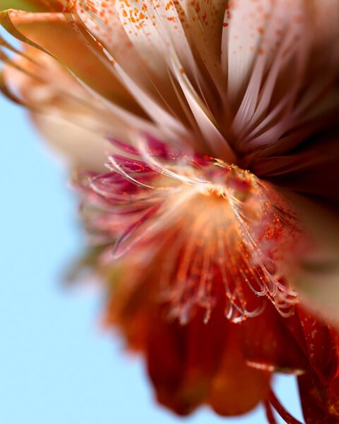 Flower 3D CGI